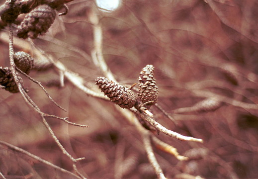 Patuxent Wildlife Refuge 2026-04-26