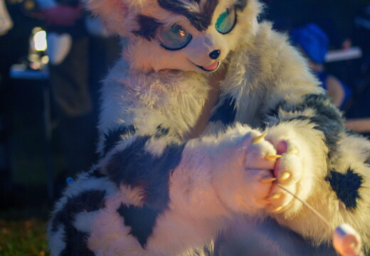 Shutterpaws